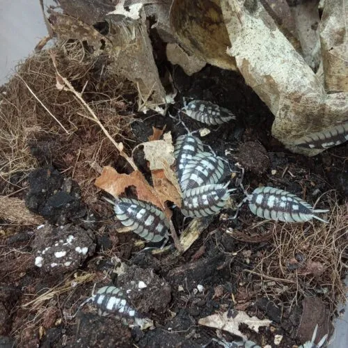 Porcellio expansus