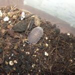 ideal para terrarios bioactivos