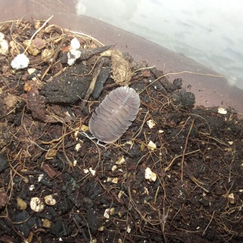 ideal para terrarios bioactivos