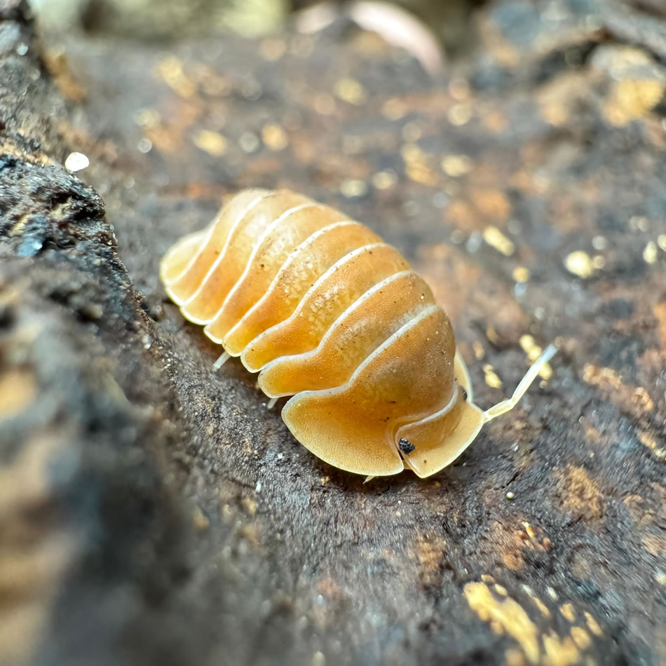 Cubaris sp Crabby isopodos Cubaris sp. "Crabby"
