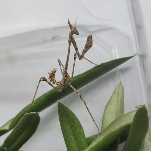 mantis Empusa hedenborgii