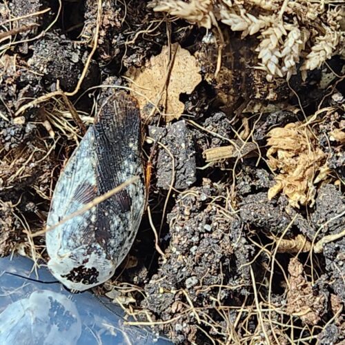 cucaracha , alimento vivo