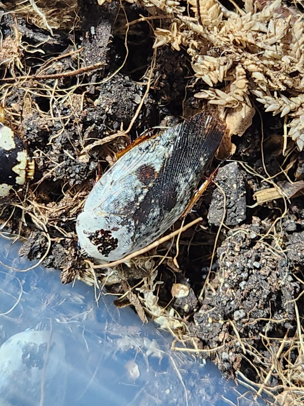 Gyna caffrorum – Image 3