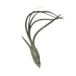 Tillandsia butzii pianta aerea esotica