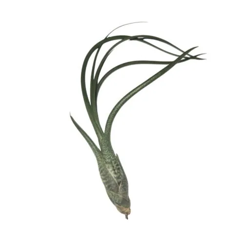 Tillandsia butzii plante aérienne