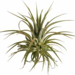 Tillandsia ionantha pianta aerea decorativa