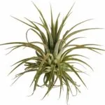 Tillandsia ionantha pianta aerea decorativa
