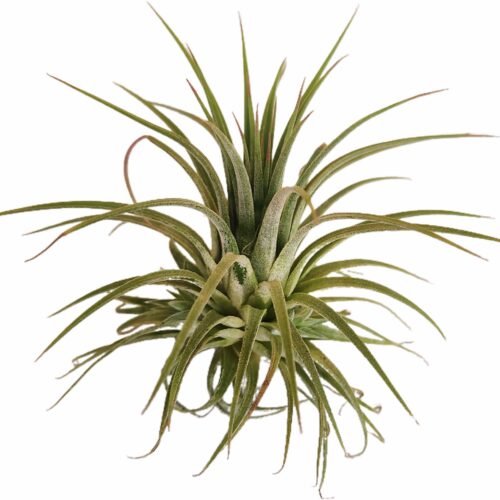 Tillandsia ionantha plante aérienne