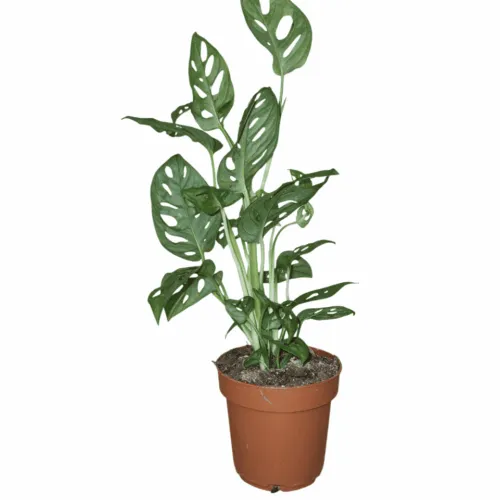Monstera adansonii