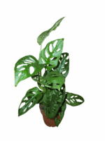 Monstera adansonii
