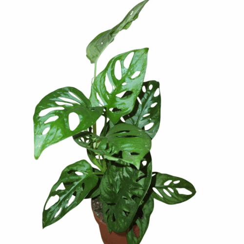 Monstera adansonii