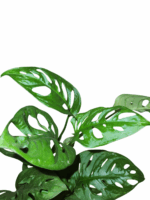 Monstera adansonii pianta tropicale