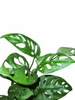 Monstera adansonii pianta tropicale