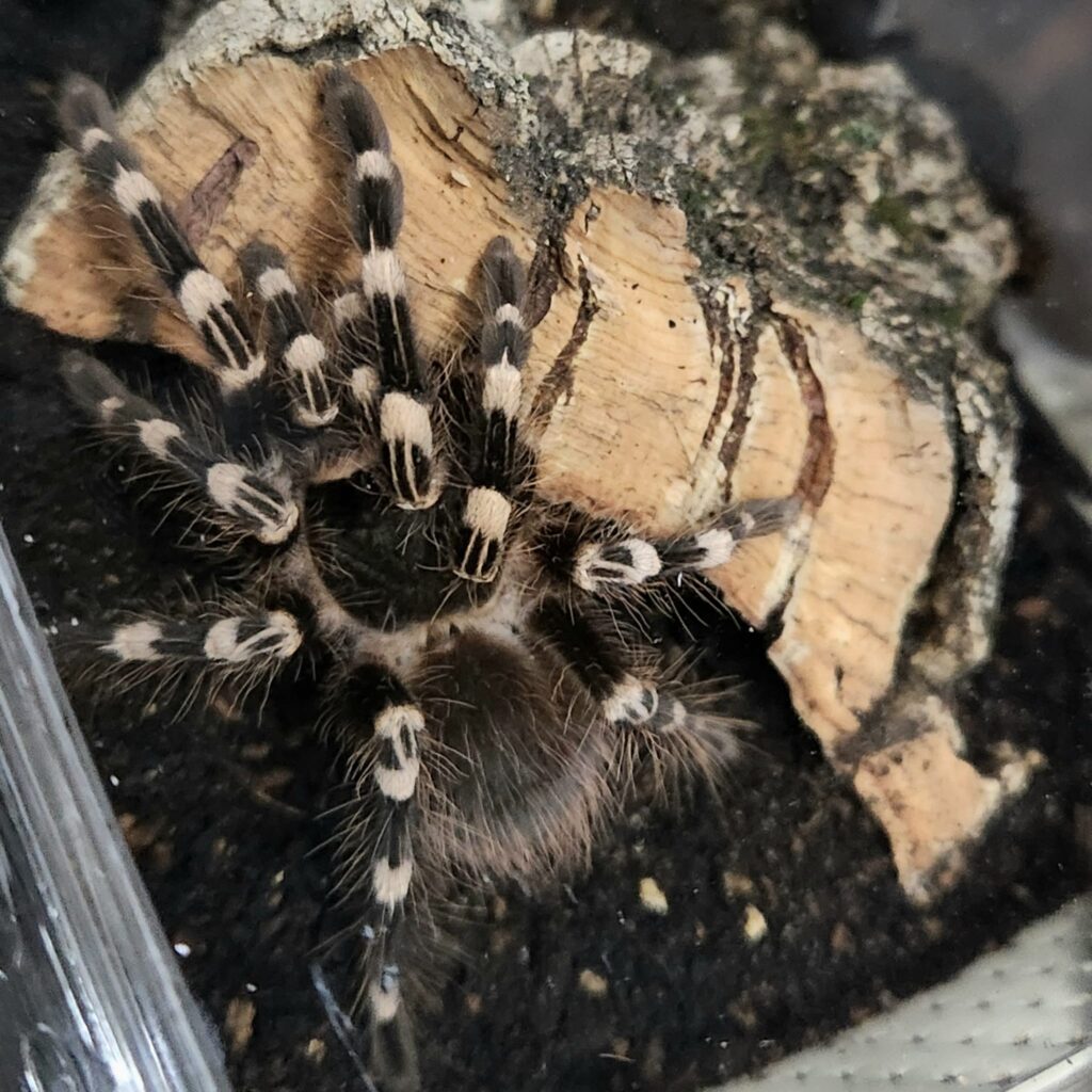 tarántula Acanthoscurria geniculata