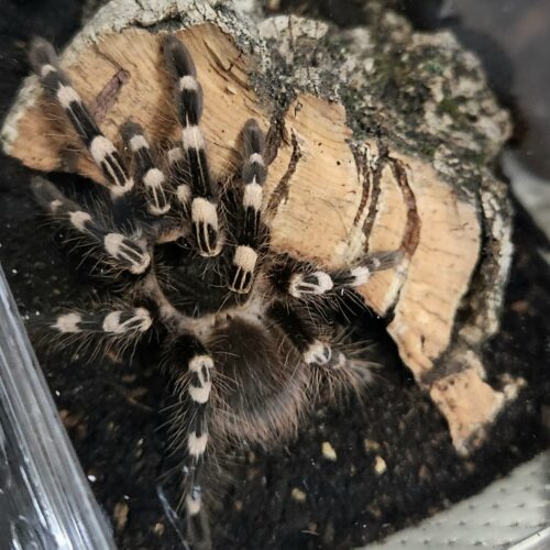 Tarantules exotiques Acanthoscurria geniculata
