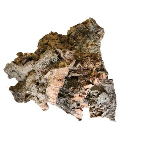 Écorce de Liège Naturelle 🌿 Parfaite pour Terrariums, Isopodes et Fourmis