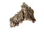 Natural Cork Bark | Terrarium & Foraging Decoration for Isopods and Ants