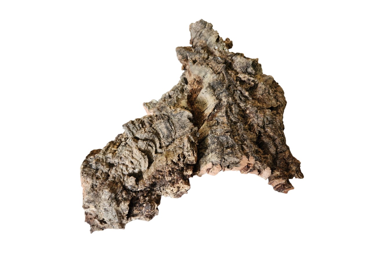 Corteza de Bornizo Natural terrarium Corteza de Bornizo Natural terrarium perfecta para isopodos y hormigas