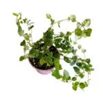 ficus pumila Green sunny Plantas para Terrários e Paludários