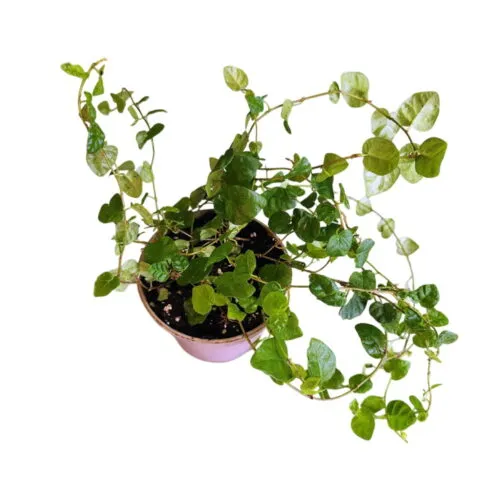 ficus pumila Green sunny Piante per Terrari e Paludari