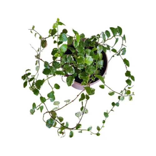 Ficus pumila 'White Sunny' Natural Plants for Terrariums
