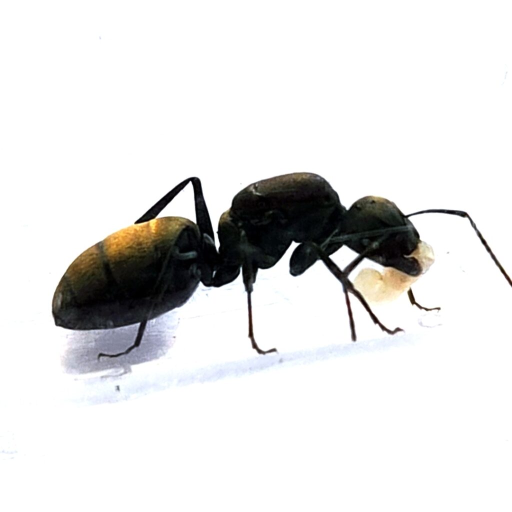 Camponotus chilensis para hormigueros