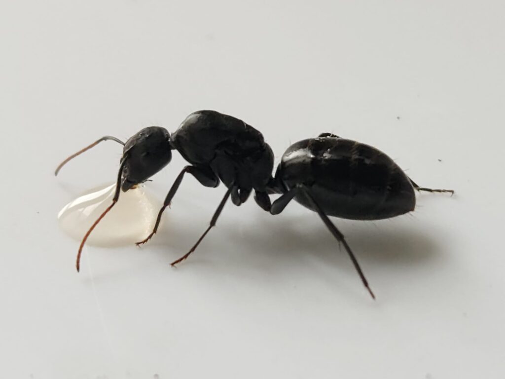 Camponotus morosus