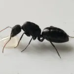 Camponotus morosus