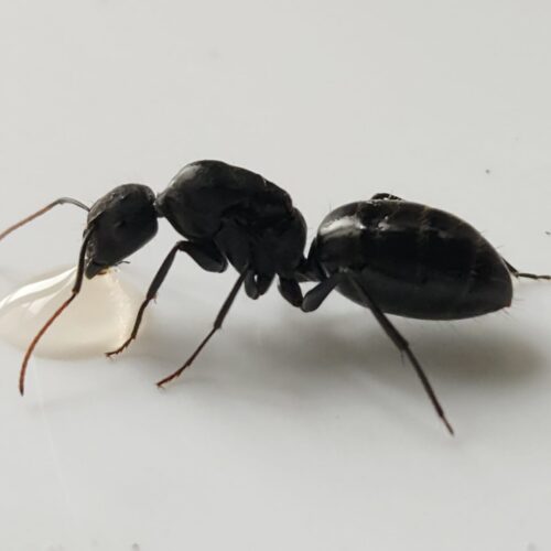 Camponotus morosus
