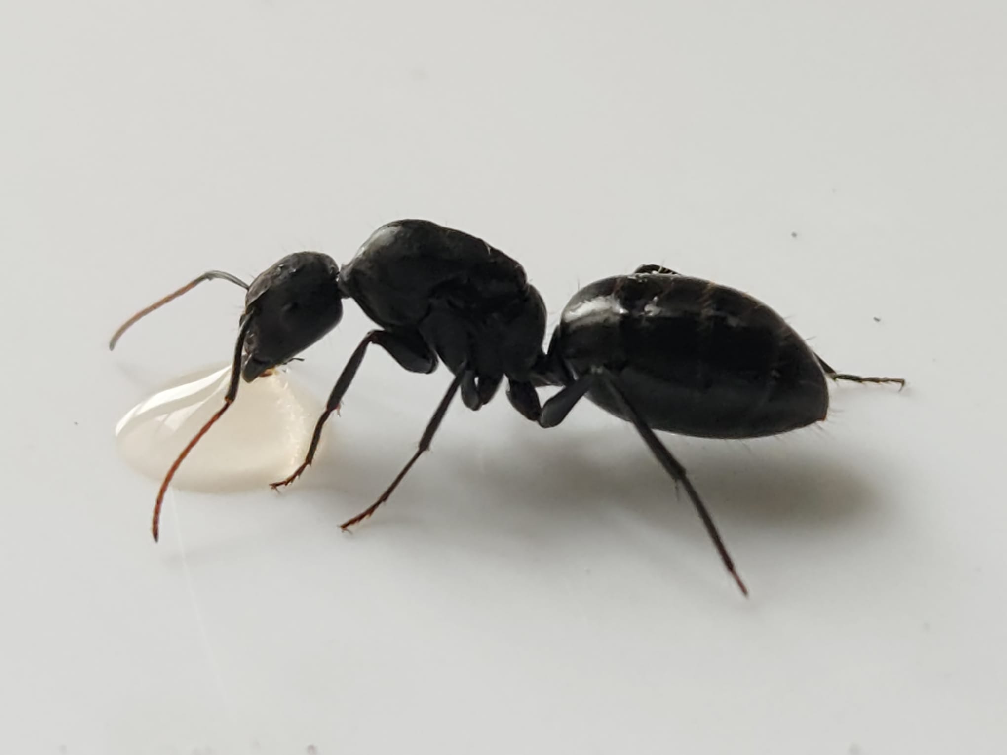 Camponotus morosus Camponotus morosus