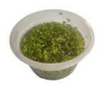 Lemna minor (Lentille d’eau)