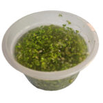 Lemna minor (Lenteja de Agua)