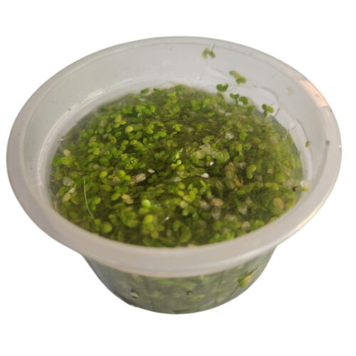 Lemna minor (Lentille d’eau)