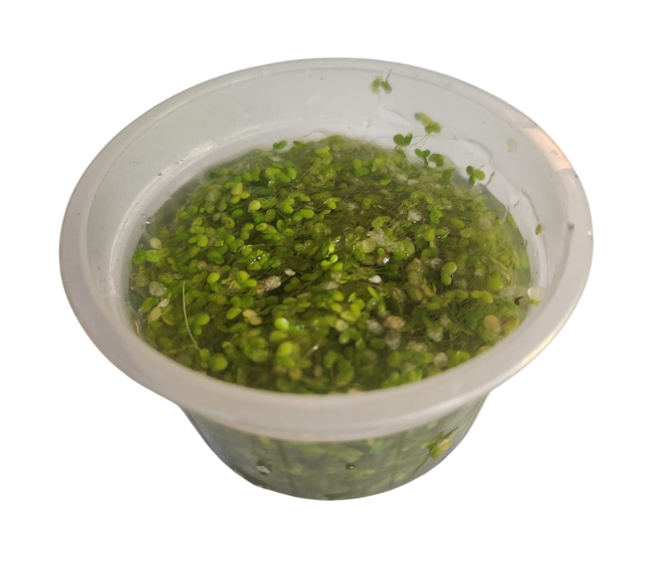 Lemna minor (Kleine Wasserlinsen) Lemna minor (Kleine Wasserlinsen)