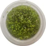 Lemna minor, ou petite lentille d’eau, est idéale pour paludariums, aquariums et bassins.