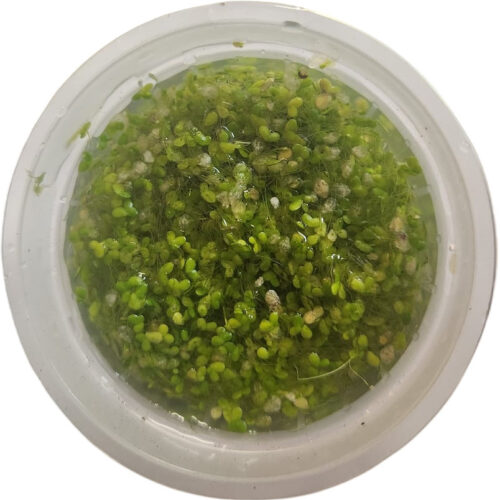 Lemna minor, ou petite lentille d’eau, est idéale pour paludariums, aquariums et bassins.