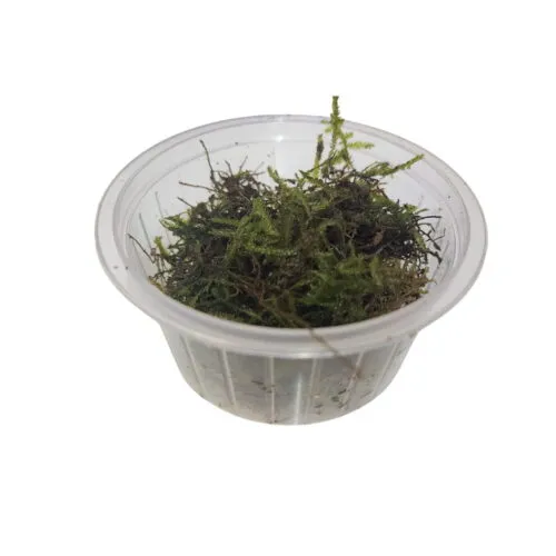 Muschio di Java (Taxiphyllum barbieri)