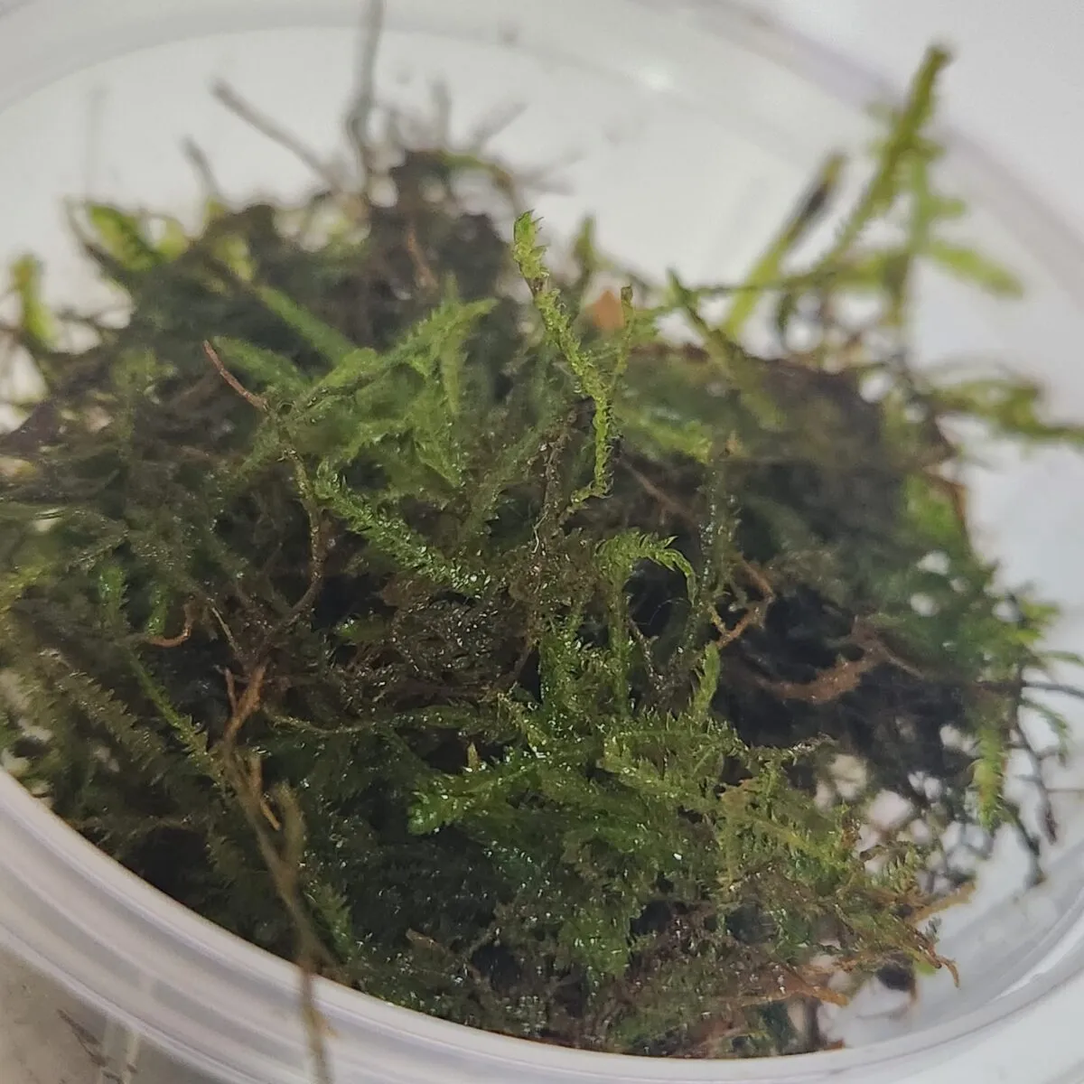 Muschio di Java (Taxiphyllum barbieri)