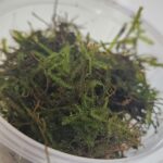 Mousse de Java (Taxiphyllum barbieri)