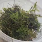 Muschio di Java (Taxiphyllum barbieri)