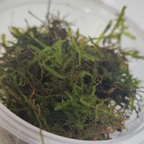 Muschio di Java (Taxiphyllum barbieri)