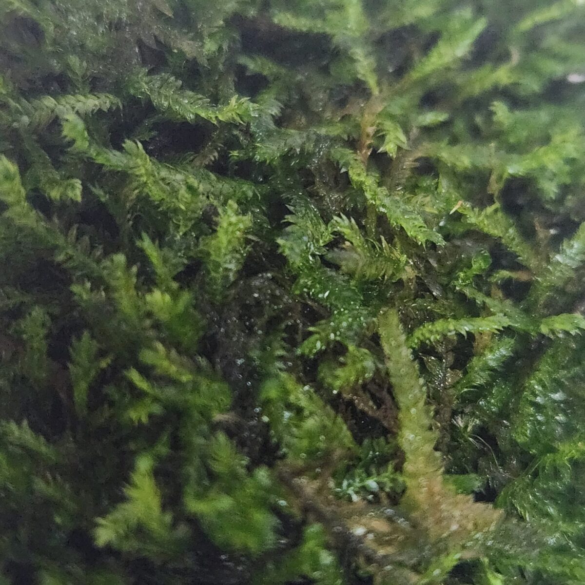 mousse Taxiphyllum spiky