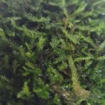 mousse Taxiphyllum spiky