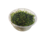 Taxiphyllum spiky (musgo para terrarios)