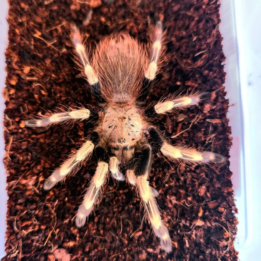 Vitalius chromatus, tarántula exótica terrestre de gran tamaño para terrarios especializados. Semi-agresiva, ideal para aficionados con experiencia.