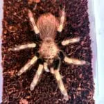 Vitalius chromatus, tarántula exótica terrestre de gran tamaño para terrarios especializados. Semi-agresiva, ideal para aficionados con experiencia.