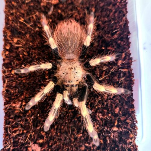 mygale exotique terrestre