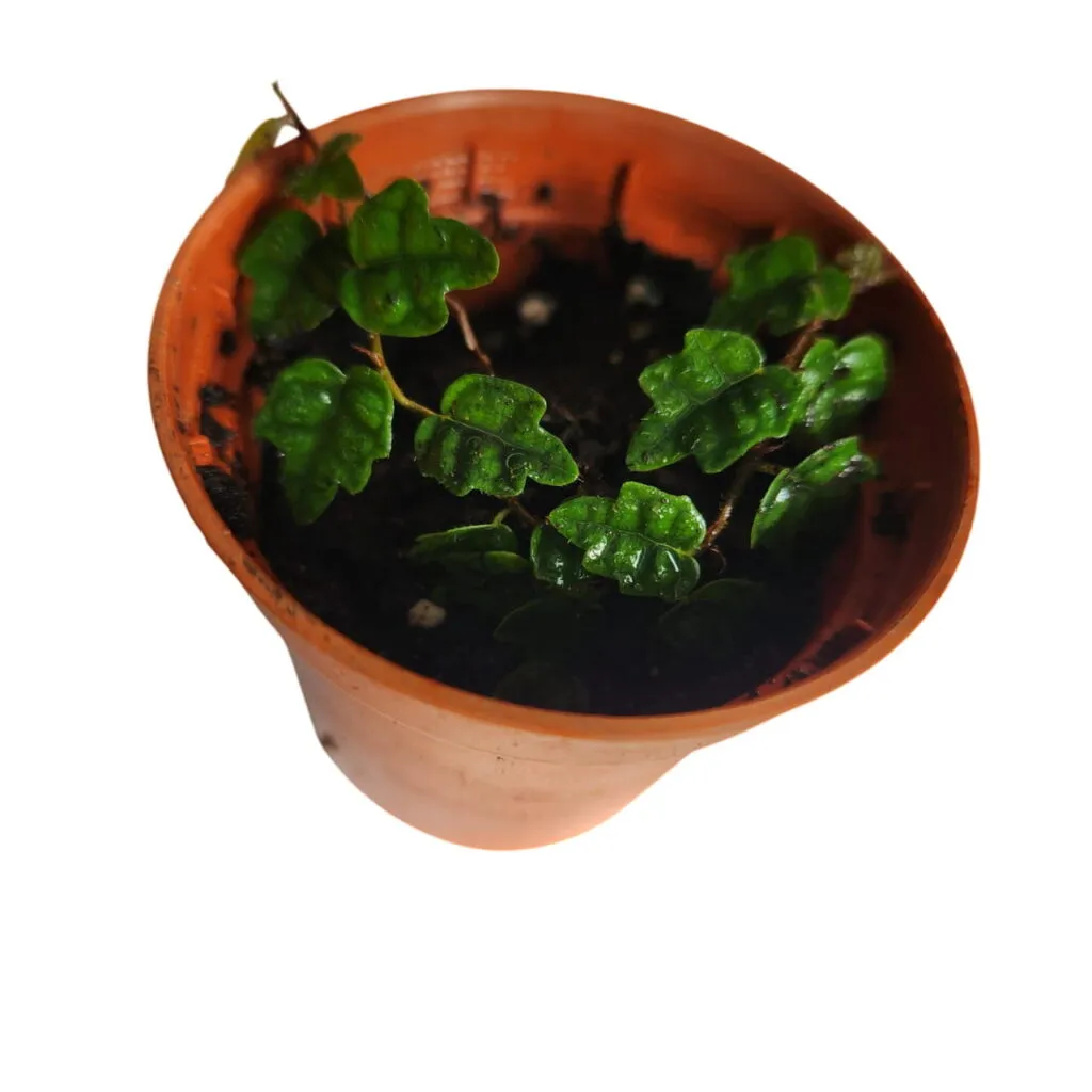 Ficus quercifolia
