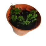 Ficus quercifolia