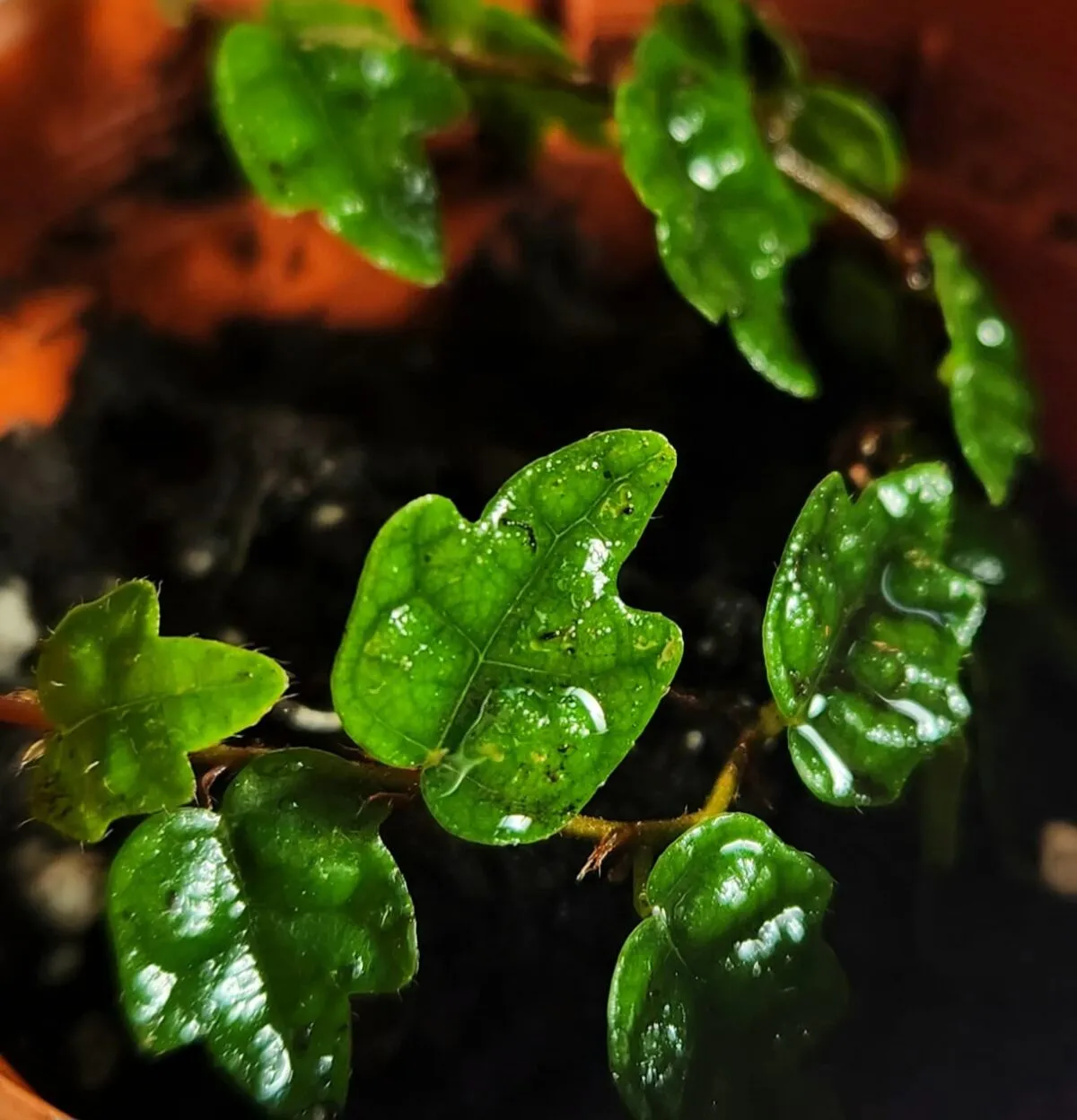 Ficus quercifolia